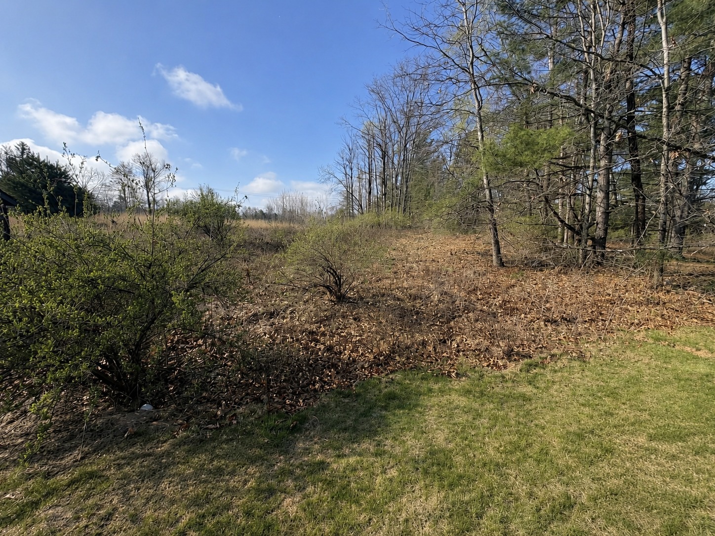 Property before land clearing
